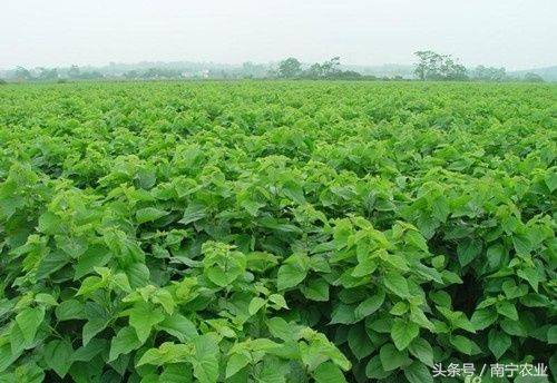Technical aspects of sauna cultivation