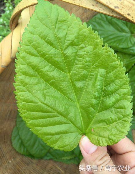 Technical aspects of sauna cultivation