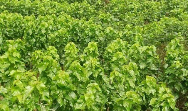 Technical aspects of sauna cultivation