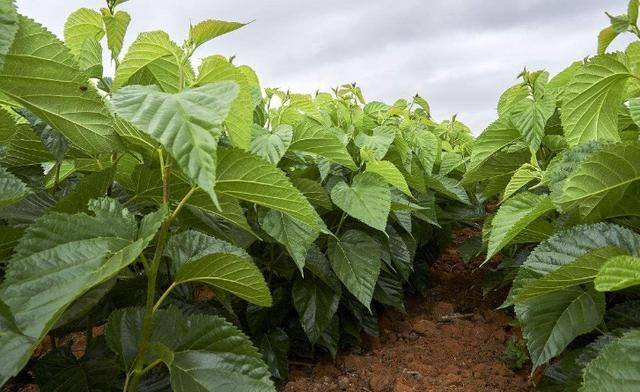 Technical aspects of sauna cultivation