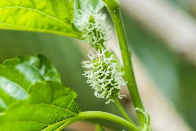 Technical aspects of sauna cultivation
