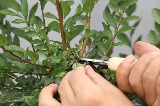 芋头盆栽的种植方法365