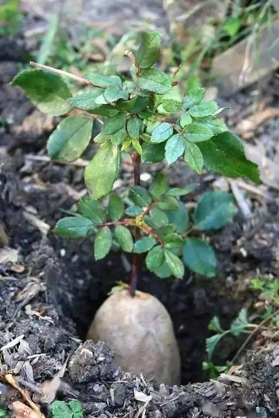 芋头盆栽的种植方法365