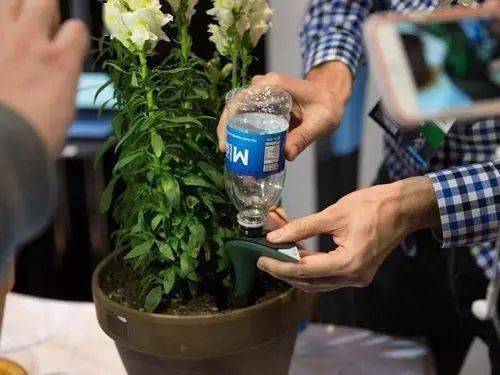 芋头盆栽的种植方法365
