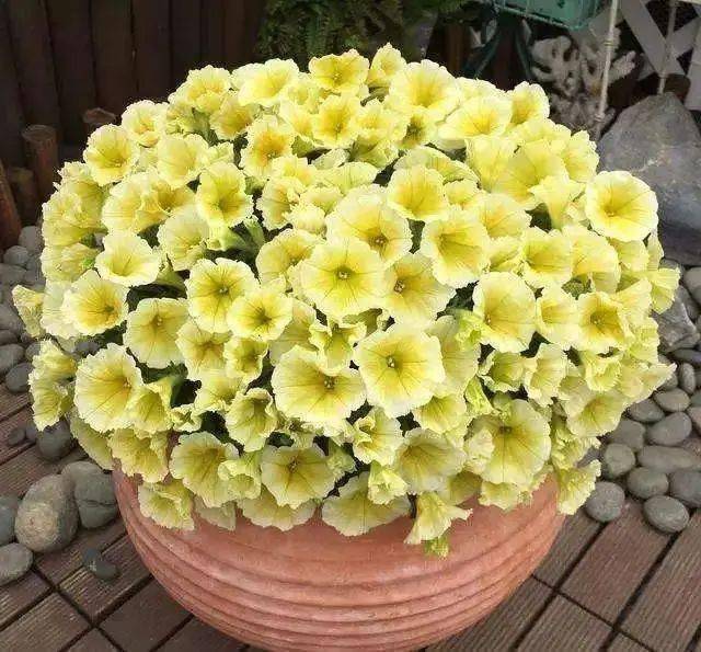 芋头盆栽的种植方法365