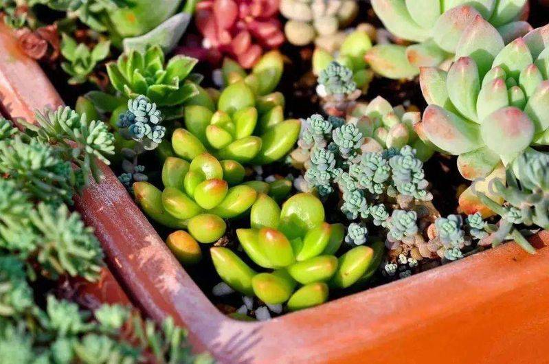 芋头盆栽的种植方法365