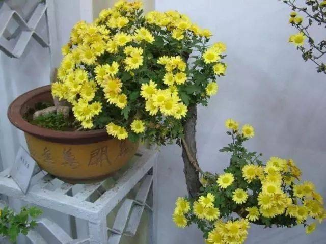 芋头盆栽的种植方法365