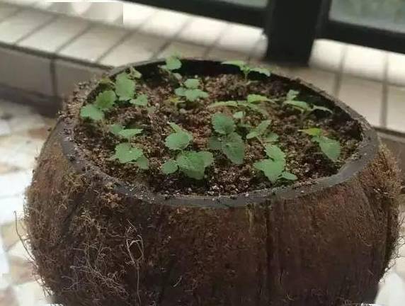 芋头盆栽的种植方法365