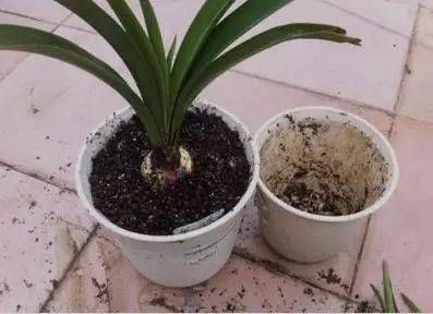 芋头盆栽的种植方法365