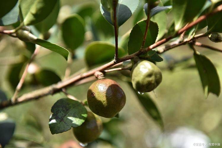 Oil and tea fruit cultivation techniques