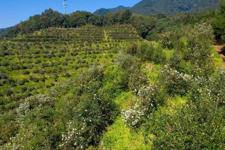 Oil and tea fruit cultivation techniques