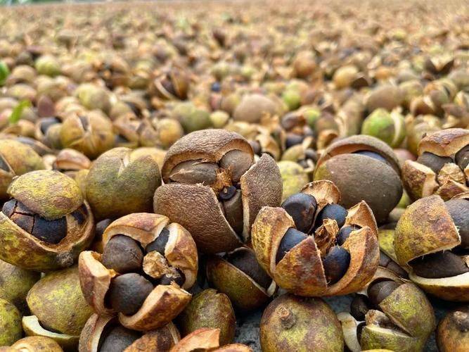 Oil and tea fruit cultivation techniques