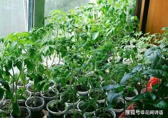 Vegetables on the balcony