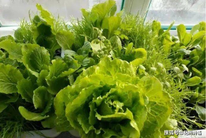 Vegetables on the balcony