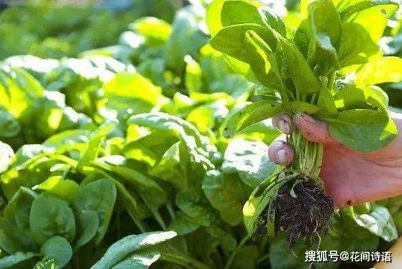 Vegetables on the balcony