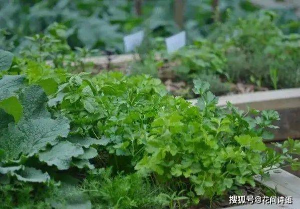 Vegetables on the balcony