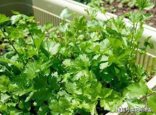 Vegetables on the balcony
