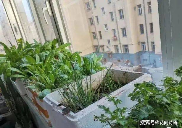Vegetables on the balcony
