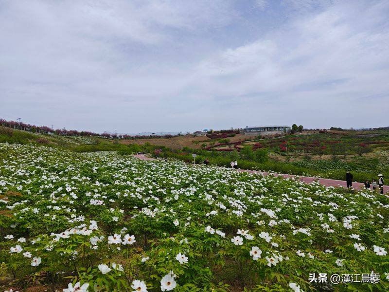 油牡丹栽种植方法