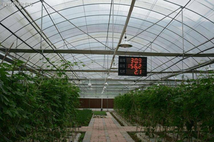 室内种植蔬菜技术