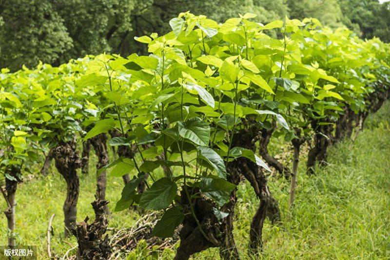 Technical aspects of sauna cultivation