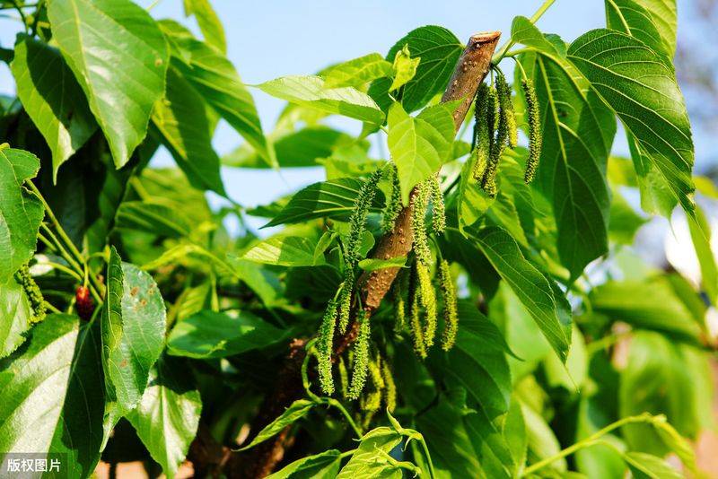 Technical aspects of sauna cultivation