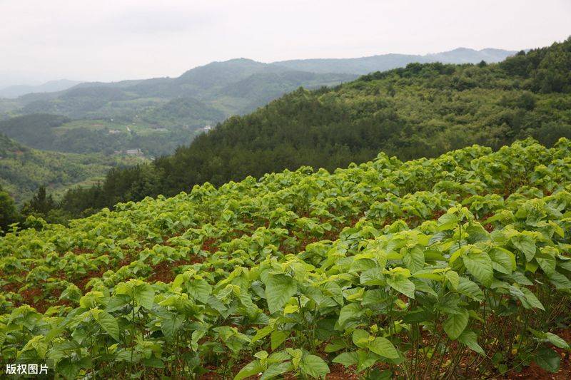 Technical aspects of sauna cultivation