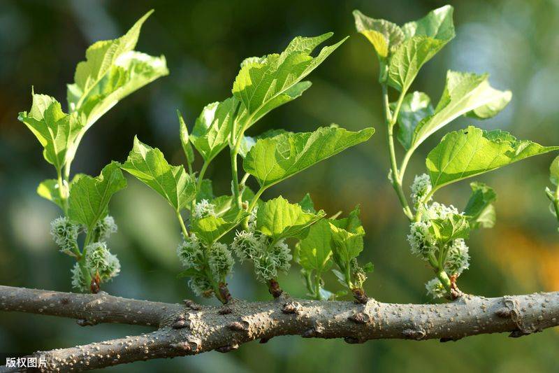 Technical aspects of sauna cultivation