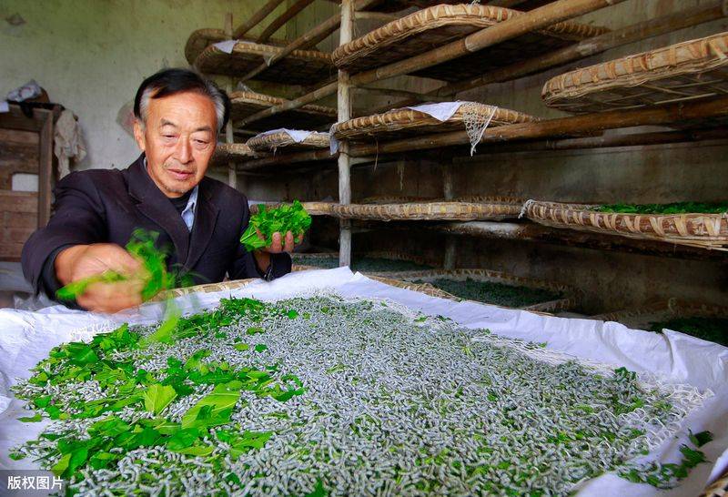 Technical aspects of sauna cultivation