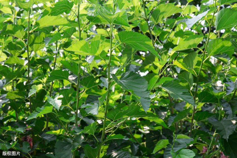 Technical aspects of sauna cultivation