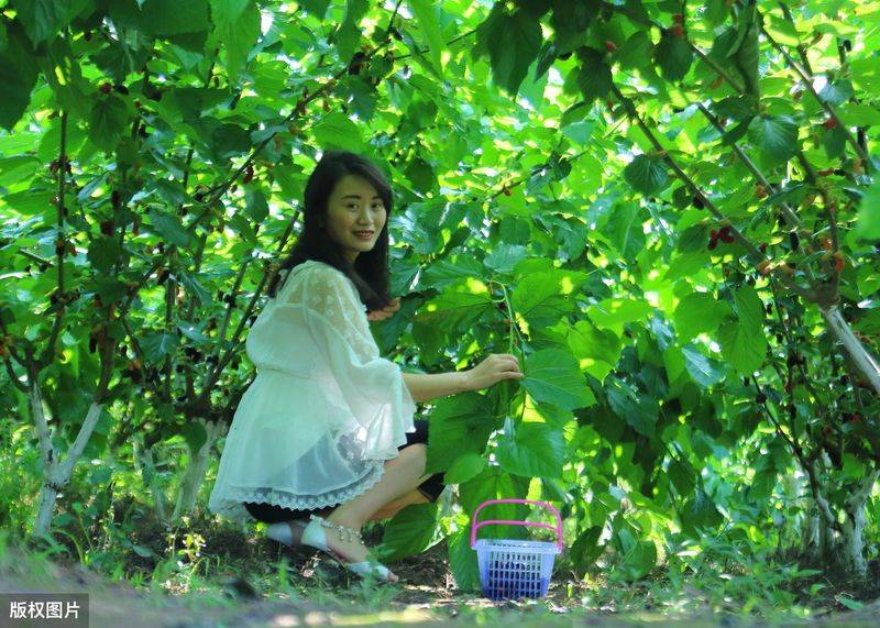 Technical aspects of sauna cultivation