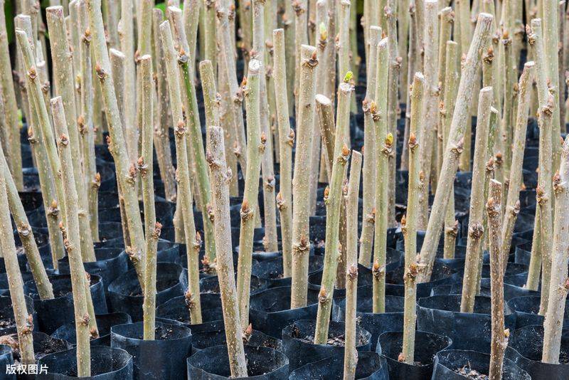 Technical aspects of sauna cultivation