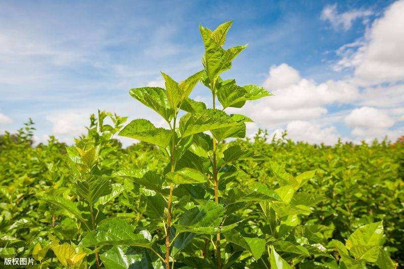 Technical aspects of sauna cultivation