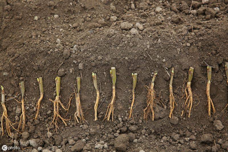 Technical aspects of sauna cultivation