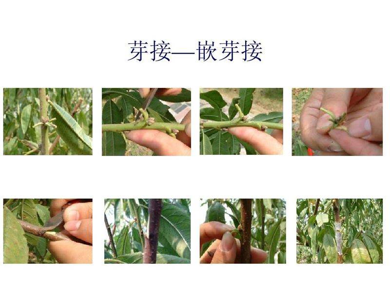 Technical aspects of sauna cultivation