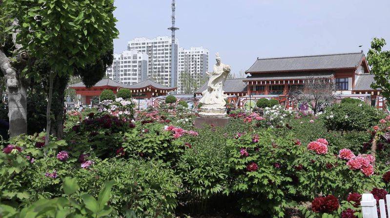 油牡丹栽种植方法