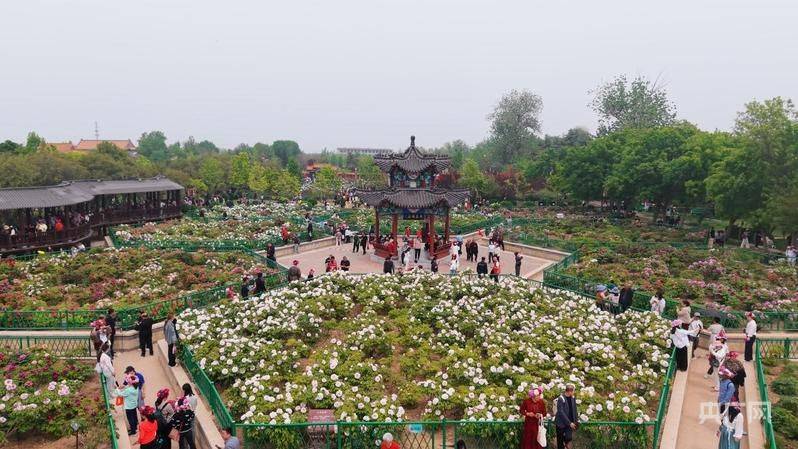 油牡丹栽种植方法