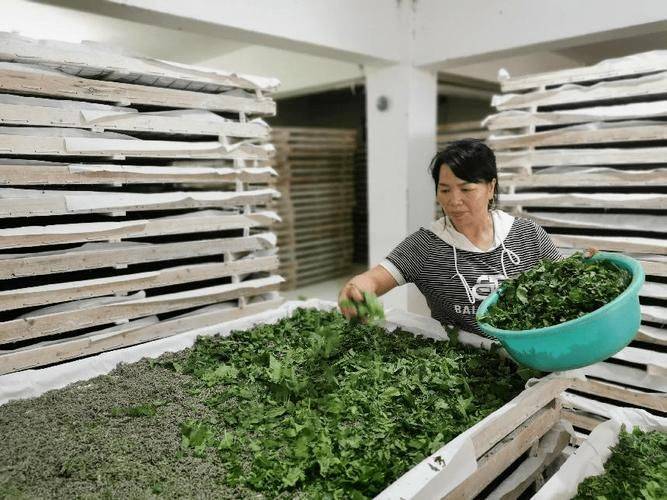 桑树种植技术要点