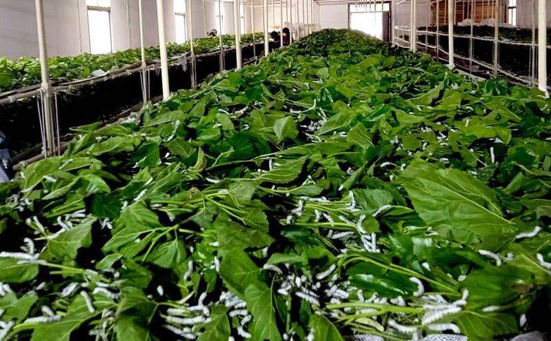 桑树种植技术要点