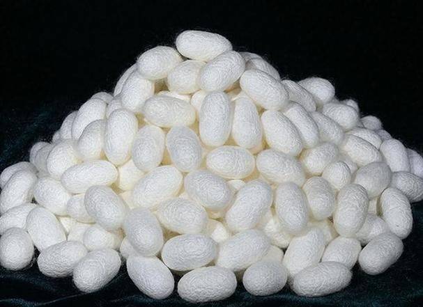 桑树种植技术要点