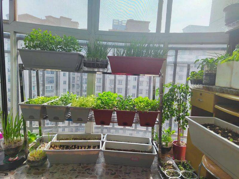 Vegetables on the balcony
