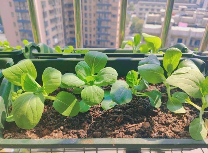 Vegetables on the balcony