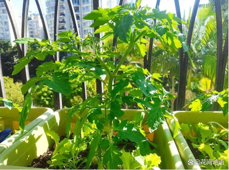 Vegetables on the balcony