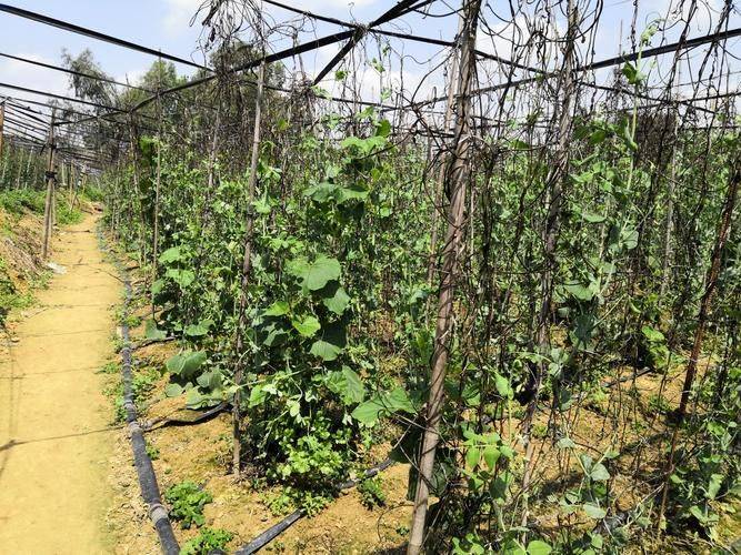 水培蔬菜亩产可达8万斤