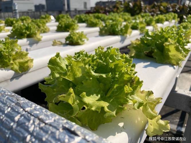 水空心菜的种植方法