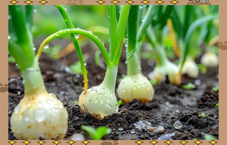 Onion farming techniques