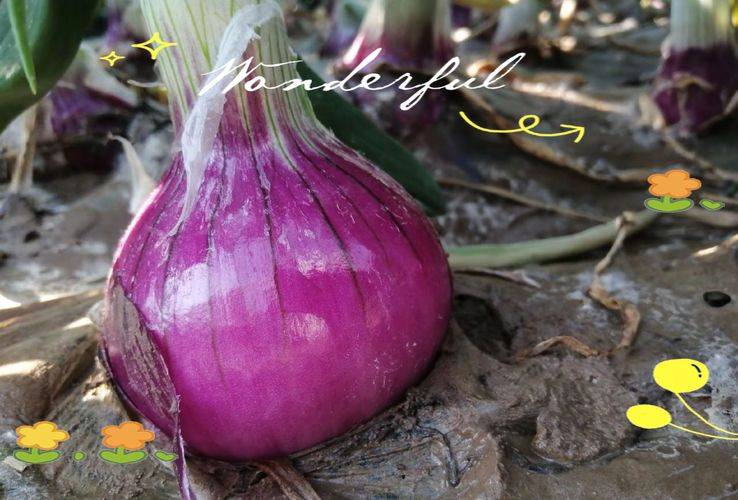 Onion farming techniques