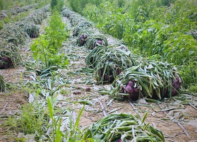 Onion farming techniques