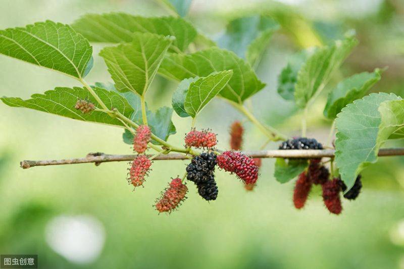 Technical aspects of sauna cultivation