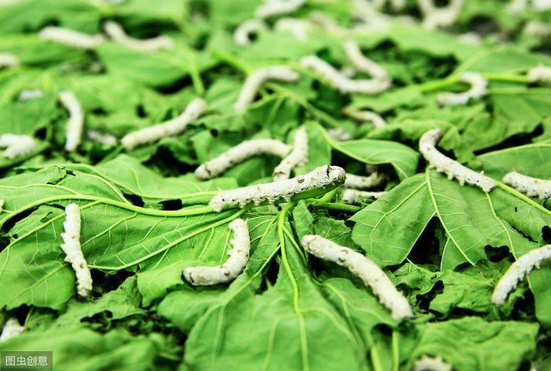 Technical aspects of sauna cultivation